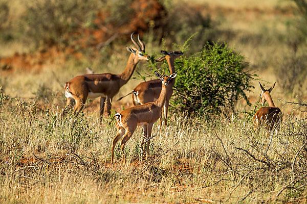 Südliche Giraffengazelle (Litocranius walleri)