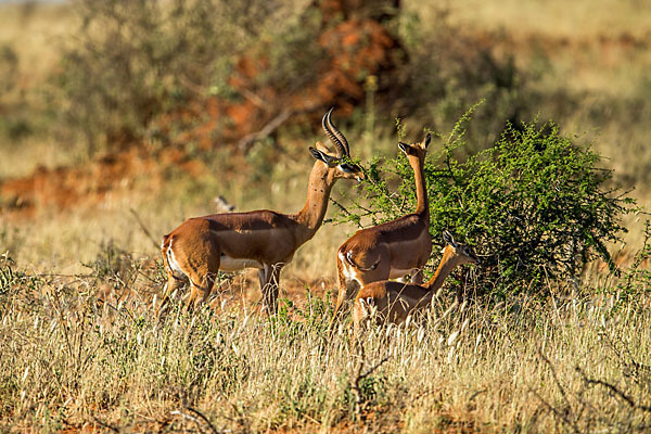 Südliche Giraffengazelle (Litocranius walleri)