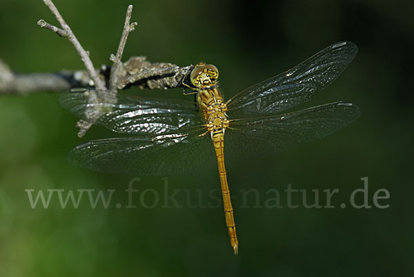 Südliche Heidelibelle (Sympetrum meridionale)