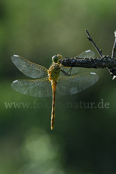 Südliche Heidelibelle (Sympetrum meridionale)