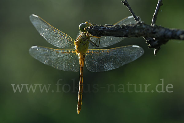 Südliche Heidelibelle (Sympetrum meridionale)