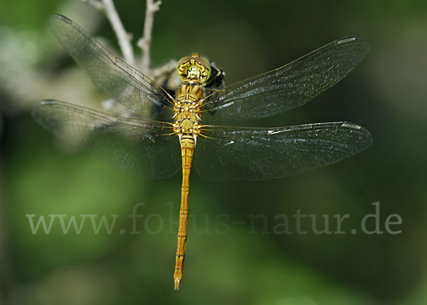 Südliche Heidelibelle (Sympetrum meridionale)