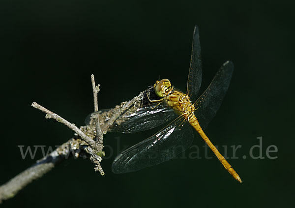 Südliche Heidelibelle (Sympetrum meridionale)