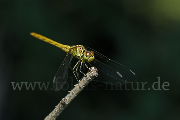 Südliche Heidelibelle (Sympetrum meridionale)