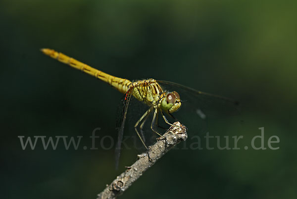 Südliche Heidelibelle (Sympetrum meridionale)