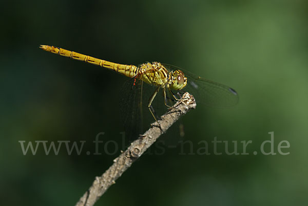 Südliche Heidelibelle (Sympetrum meridionale)