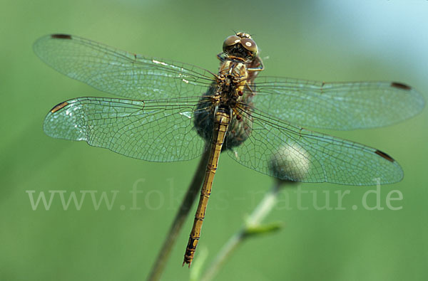 Südliche Heidelibelle (Sympetrum meridionale)