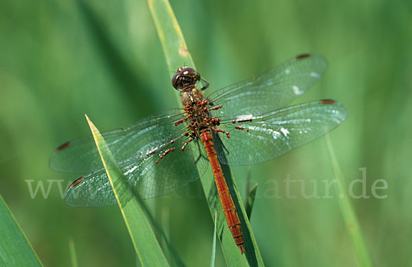 Südliche Heidelibelle (Sympetrum meridionale)