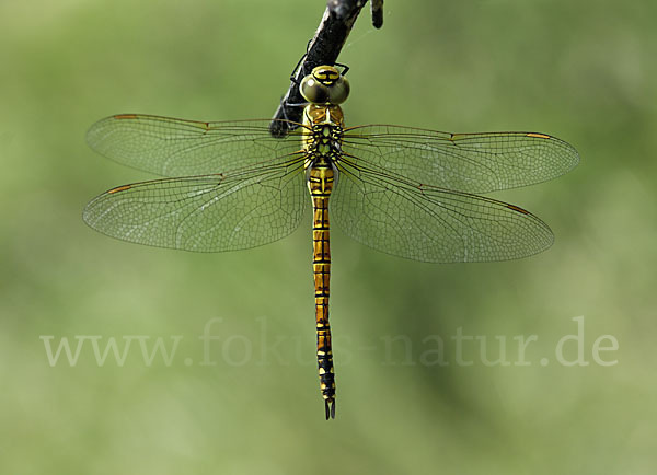 Südliche Mosaikjungfer (Aeshna affinis)