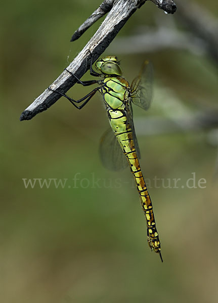 Südliche Mosaikjungfer (Aeshna affinis)