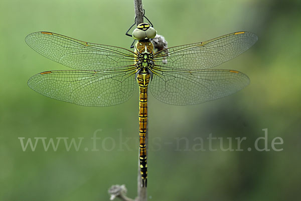 Südliche Mosaikjungfer (Aeshna affinis)