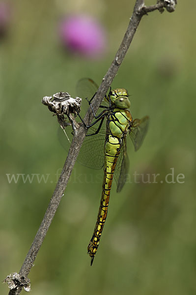 Südliche Mosaikjungfer (Aeshna affinis)