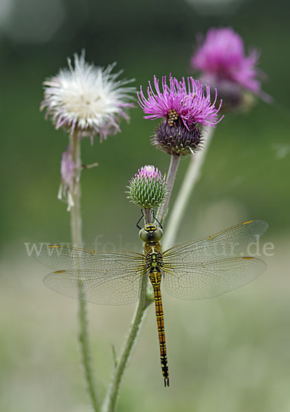 Südliche Mosaikjungfer (Aeshna affinis)