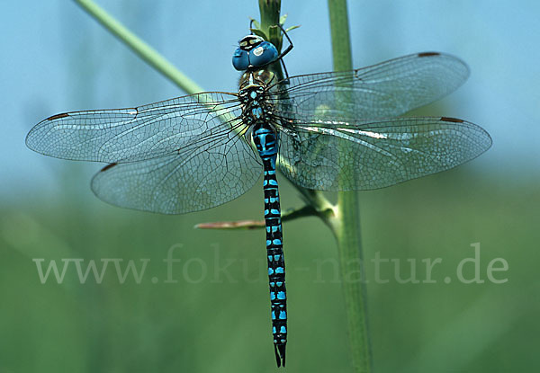 Südliche Mosaikjungfer (Aeshna affinis)