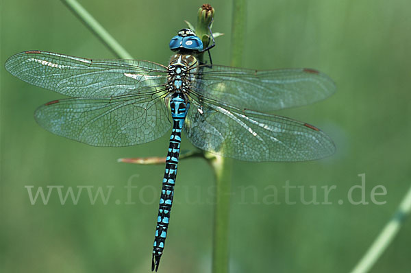 Südliche Mosaikjungfer (Aeshna affinis)