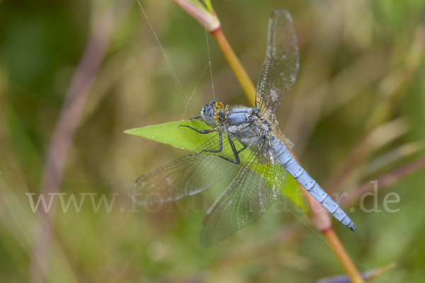 Südlicher Blaupfeil (Orthetrum brunneum)