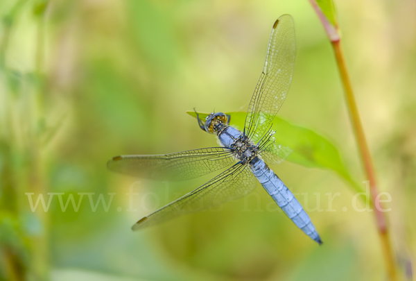 Südlicher Blaupfeil (Orthetrum brunneum)