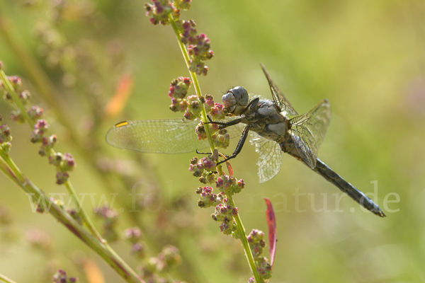 Südlicher Blaupfeil (Orthetrum brunneum)