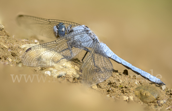 Südlicher Blaupfeil (Orthetrum brunneum)