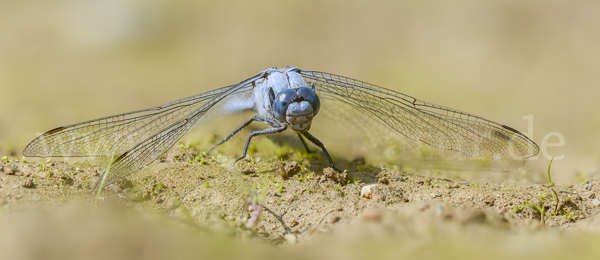 Südlicher Blaupfeil (Orthetrum brunneum)