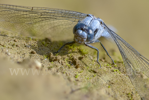 Südlicher Blaupfeil (Orthetrum brunneum)