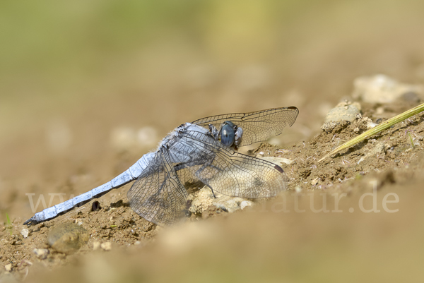 Südlicher Blaupfeil (Orthetrum brunneum)