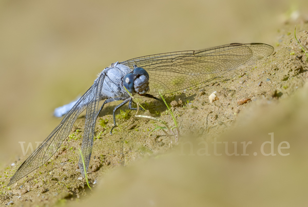 Südlicher Blaupfeil (Orthetrum brunneum)