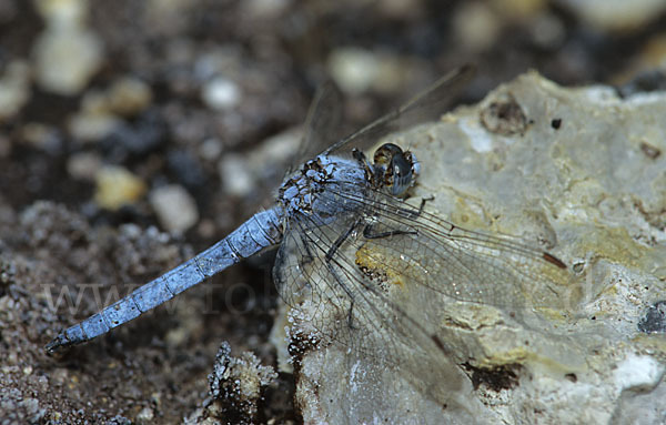 Südlicher Blaupfeil (Orthetrum brunneum)