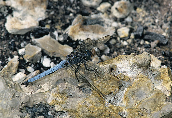 Südlicher Blaupfeil (Orthetrum brunneum)