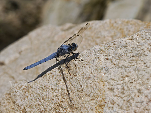 Südlicher Blaupfeil (Orthetrum brunneum)