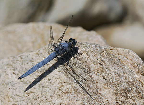 Südlicher Blaupfeil (Orthetrum brunneum)