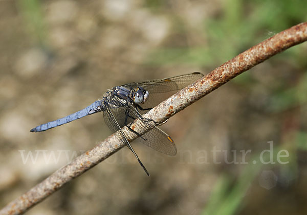 Südlicher Blaupfeil (Orthetrum brunneum)