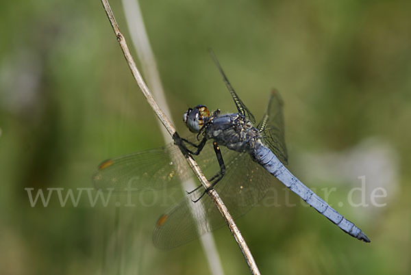 Südlicher Blaupfeil (Orthetrum brunneum)