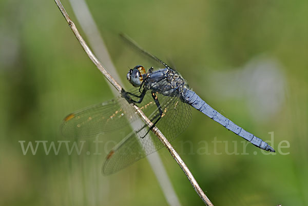 Südlicher Blaupfeil (Orthetrum brunneum)