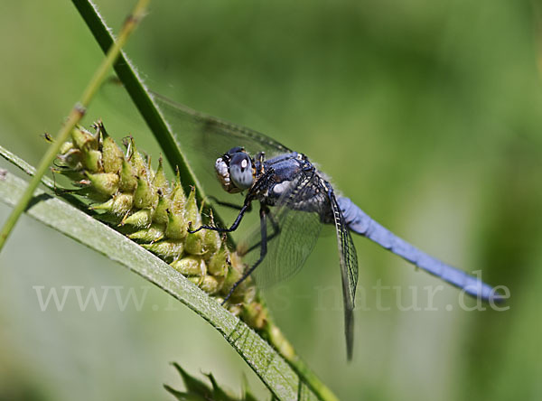 Südlicher Blaupfeil (Orthetrum brunneum)