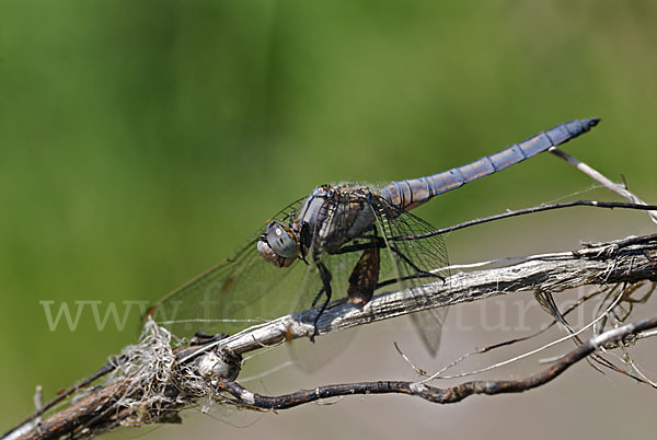 Südlicher Blaupfeil (Orthetrum brunneum)