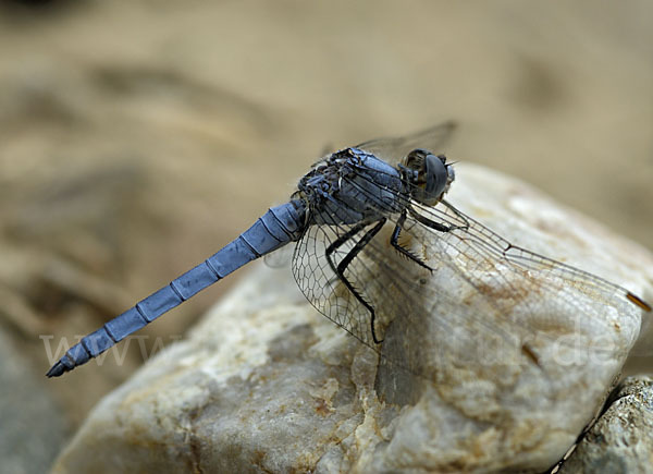 Südlicher Blaupfeil (Orthetrum brunneum)