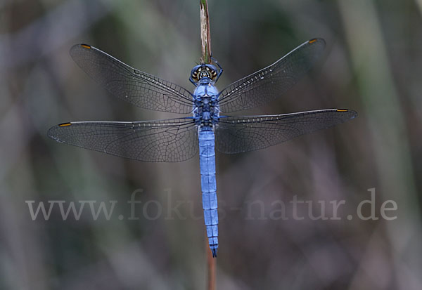 Südlicher Blaupfeil (Orthetrum brunneum)