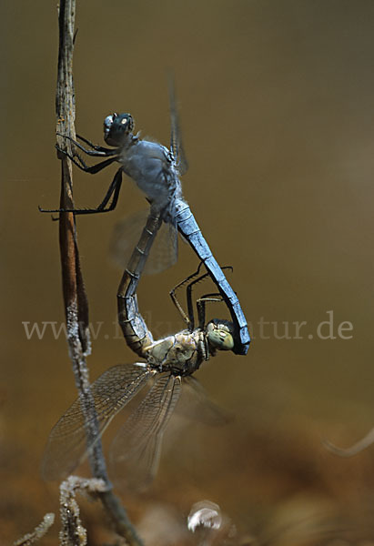 Südlicher Blaupfeil (Orthetrum brunneum)