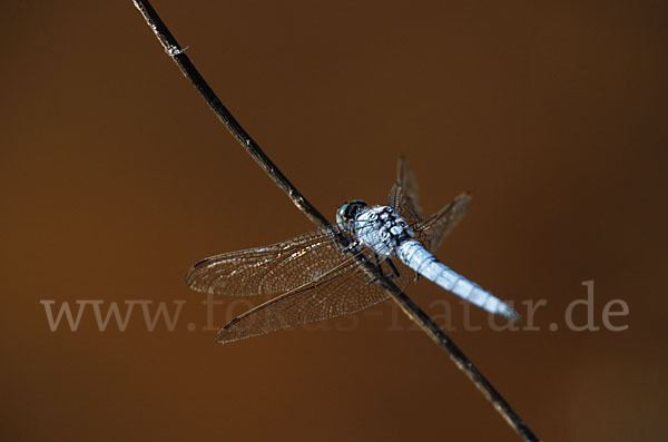 Südlicher Blaupfeil (Orthetrum brunneum)