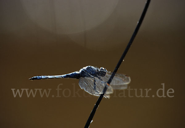 Südlicher Blaupfeil (Orthetrum brunneum)