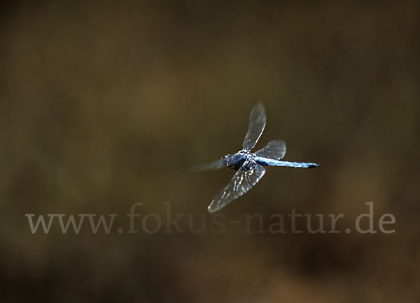 Südlicher Blaupfeil (Orthetrum brunneum)