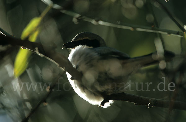 Südlicher Raubwürger (Lanius meridionalis algeriensis)