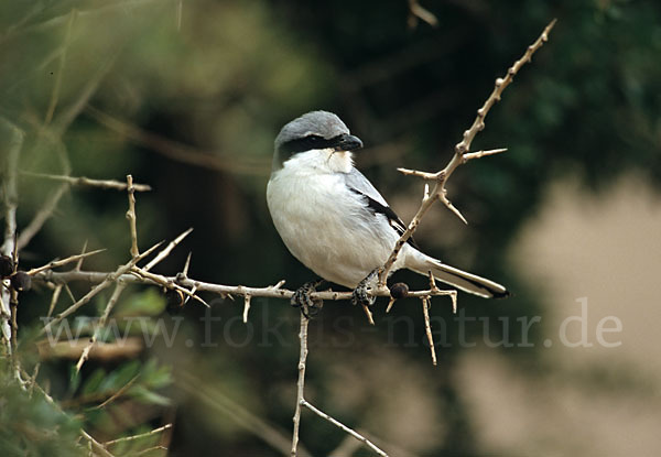 Südlicher Raubwürger (Lanius meridionalis algeriensis)