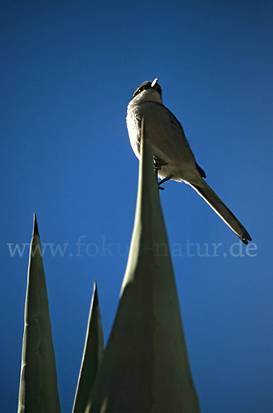 Südlicher Raubwürger (Lanius meridionalis algeriensis)