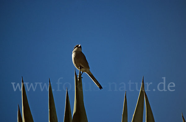 Südlicher Raubwürger (Lanius meridionalis algeriensis)