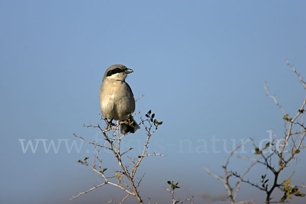 Südlicher Raubwürger (Lanius meridionalis algeriensis)