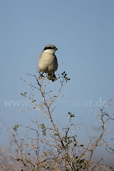 Südlicher Raubwürger (Lanius meridionalis algeriensis)