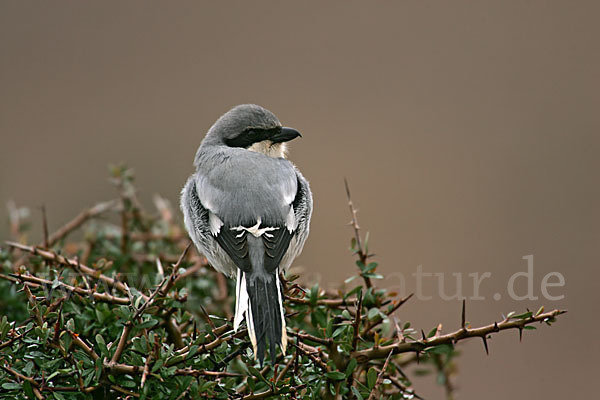 Südlicher Raubwürger (Lanius meridionalis algeriensis)