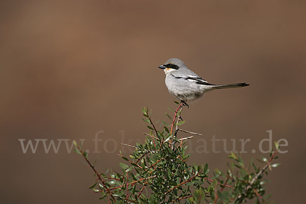 Südlicher Raubwürger (Lanius meridionalis algeriensis)